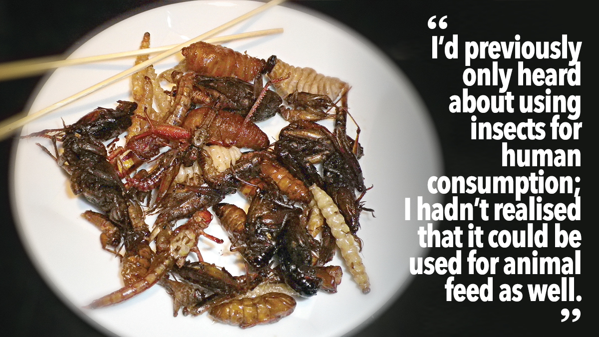 Insects for human consumption Insects for human consumption